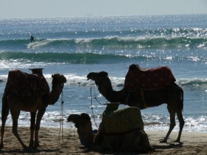 camels by the surf