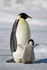 antarctic-penguins1
