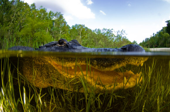 florida everglades close_up_of_everglades-croc