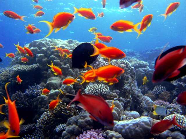 scuba diving sharm el sheikh