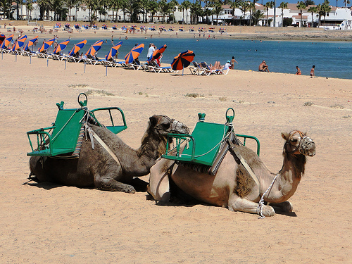 camels-caleta-de-fuste-beach